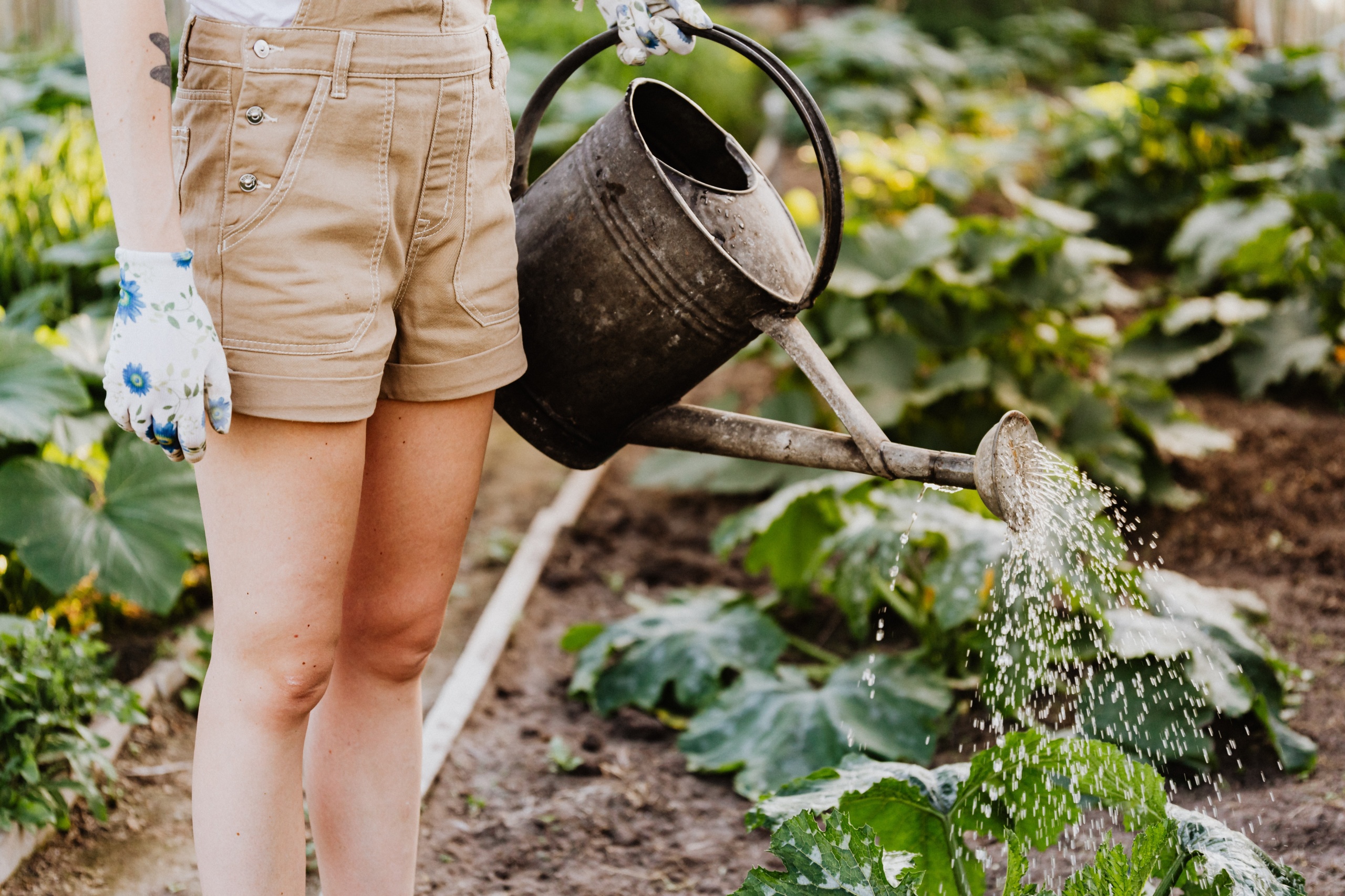 garden in the vegetable patch