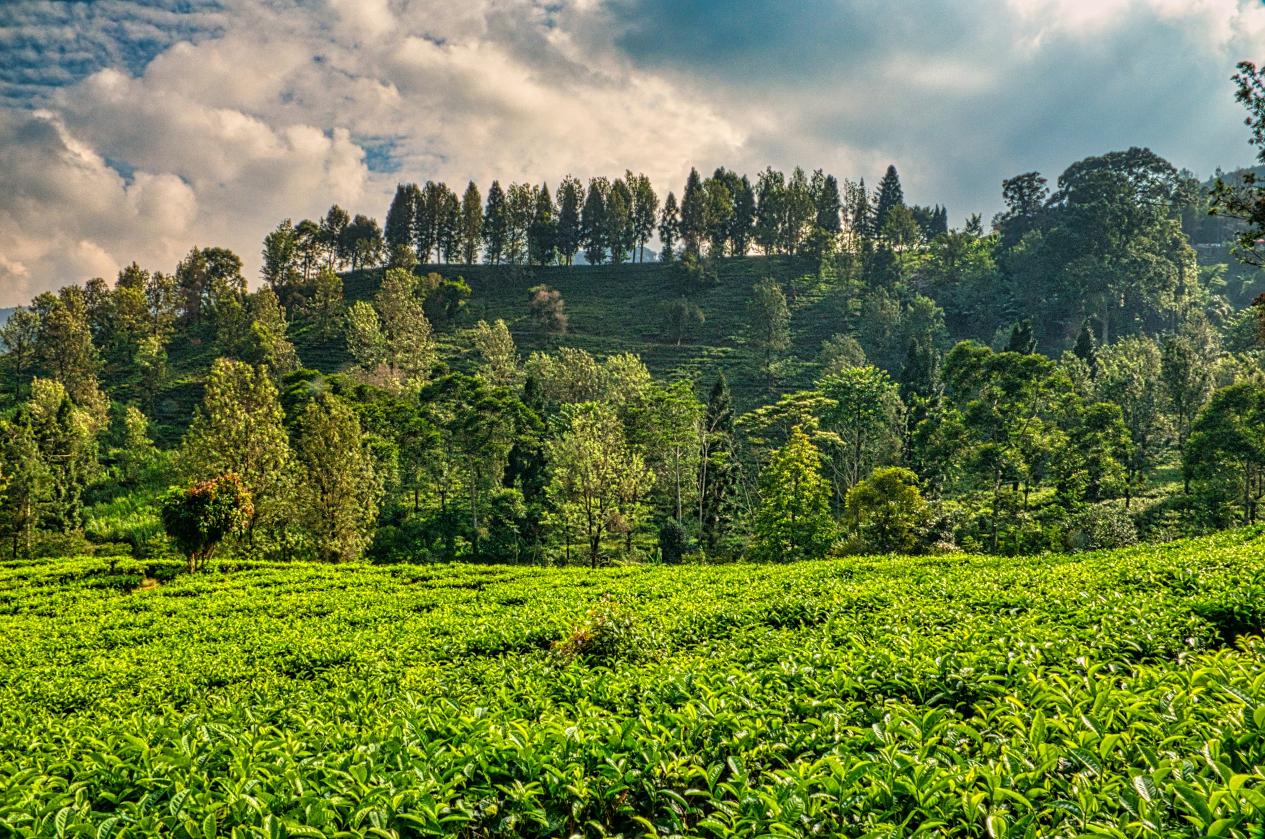 Organic sector biodiversity